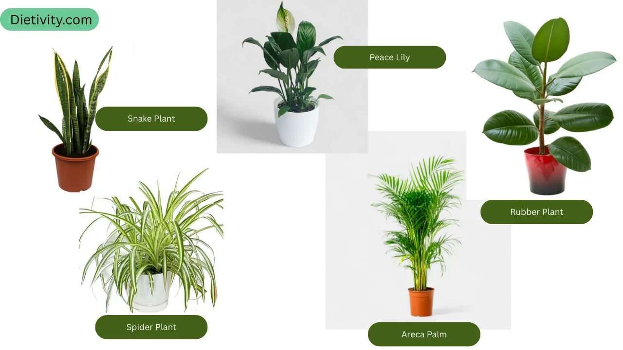 Indoor Plants That Help Improve Air Quality