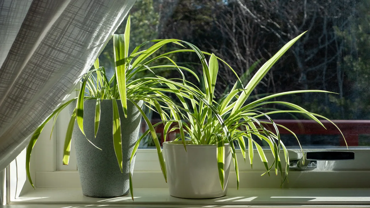 Indoor Plants That Help Improve Air Quality